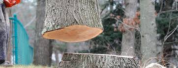 How Our Tree Care Process Works  in  Cornelia, GA