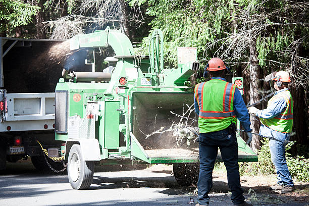 Best Palm Tree Trimming  in Cornelia, GA