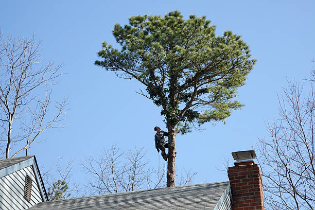Best Tree Disease Treatment  in Cornelia, GA