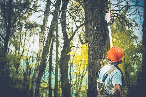 Best Tree Health Inspection  in Cornelia, GA